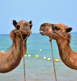 Chameaux en Égypte
